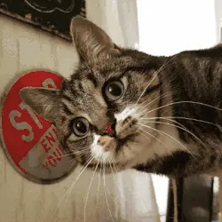 E se il tuo gatto si trasformasse in un personaggio 3D?