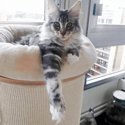 E se il tuo gatto nascondesse un vero eroe?