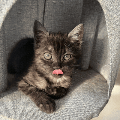 Il tuo gatto merita un ritratto regale