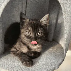 Il tuo gatto merita un ritratto regale