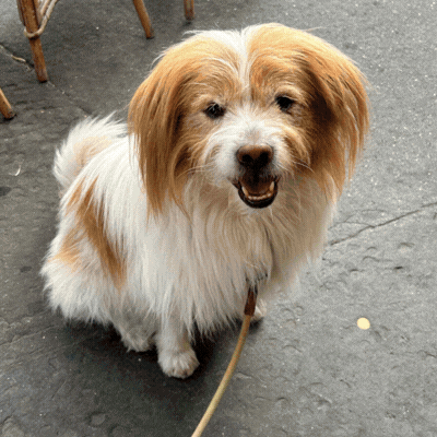 E se il tuo cane si trasformasse in un personaggio 3D?