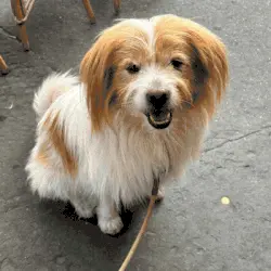 E se il tuo cane si trasformasse in un personaggio 3D?