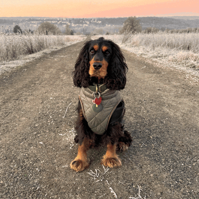 E se il tuo cane nascondesse un vero eroe?