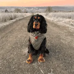 E se il tuo cane nascondesse un vero eroe?