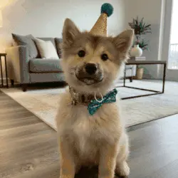 Il tuo cane merita un ritratto regale