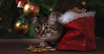 Albero Di Natale In Inglese.Un Azienda Inglese Propone Il Primo Albero Di Natale A Prova Di Gatto
