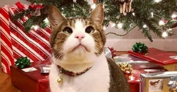 Regalo Di Natale Speciale.Un Regalo Di Natale Speciale Per Un Gatto Speciale
