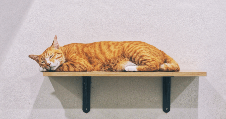 gatto arancione dorme su una mensola montata a parete