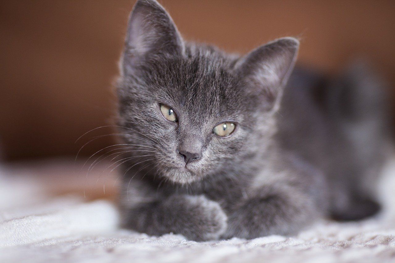 gattino grigio con coriza
