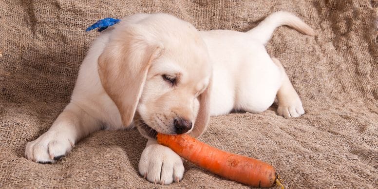 Dare cibo umano al cane: cane cucciolo mangia carota