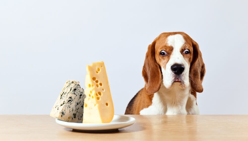 Dare cibo umano al cane: cane e formaggi