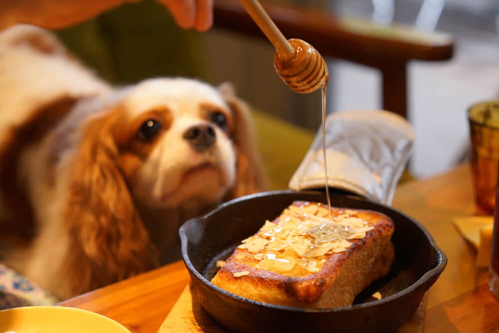 Dare cibo umano al cane: cane guarda miele