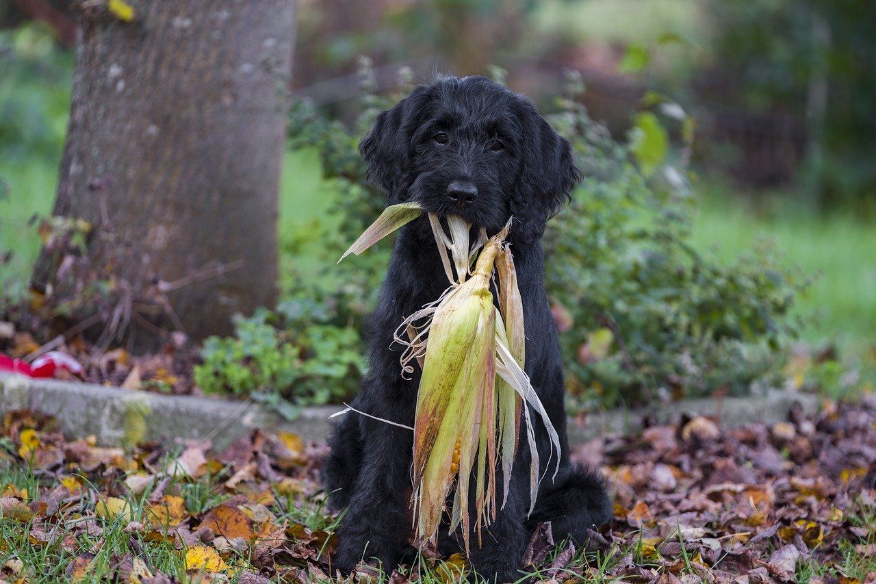 Dare cibo umano al cane: labradoodle con pannocchia di mais in bocca