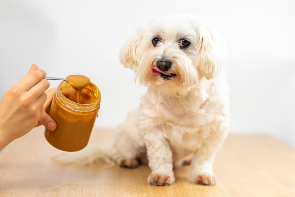 Dare cibo umano al cane: cane mangia burro di arachidi.jpg