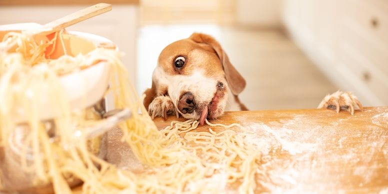 Dare cibo umano al cane: cane mangia pasta