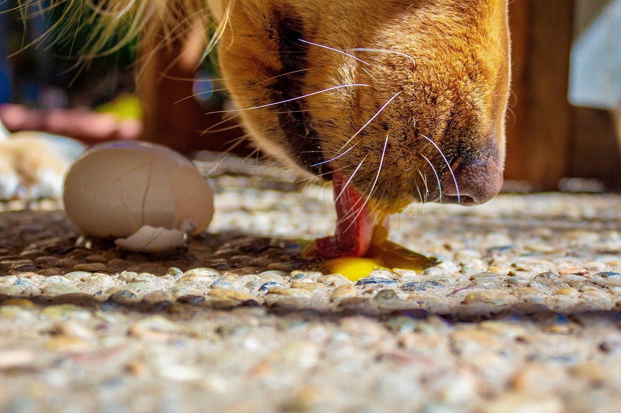 Dare cibo umano al cane: cane mangia un uovo