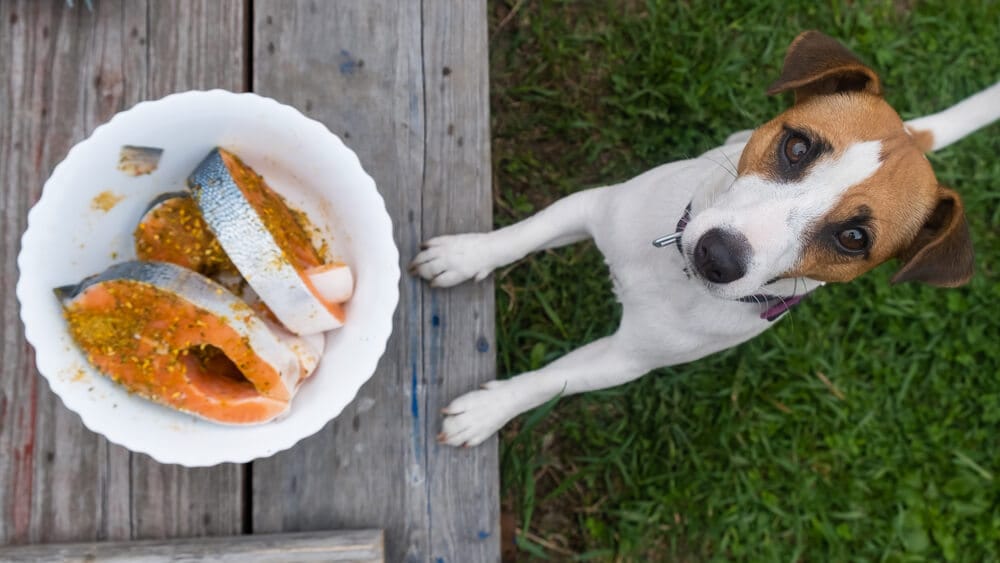 Dare cibo umano al cane: cane vuole mangiare il salmone
