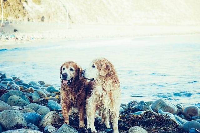 due cani al mare