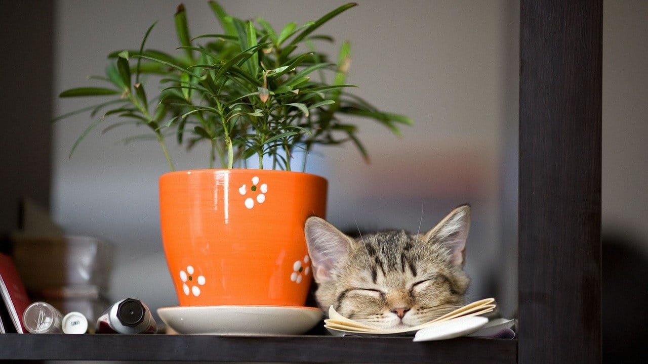 gattino dorme accanto a pianta