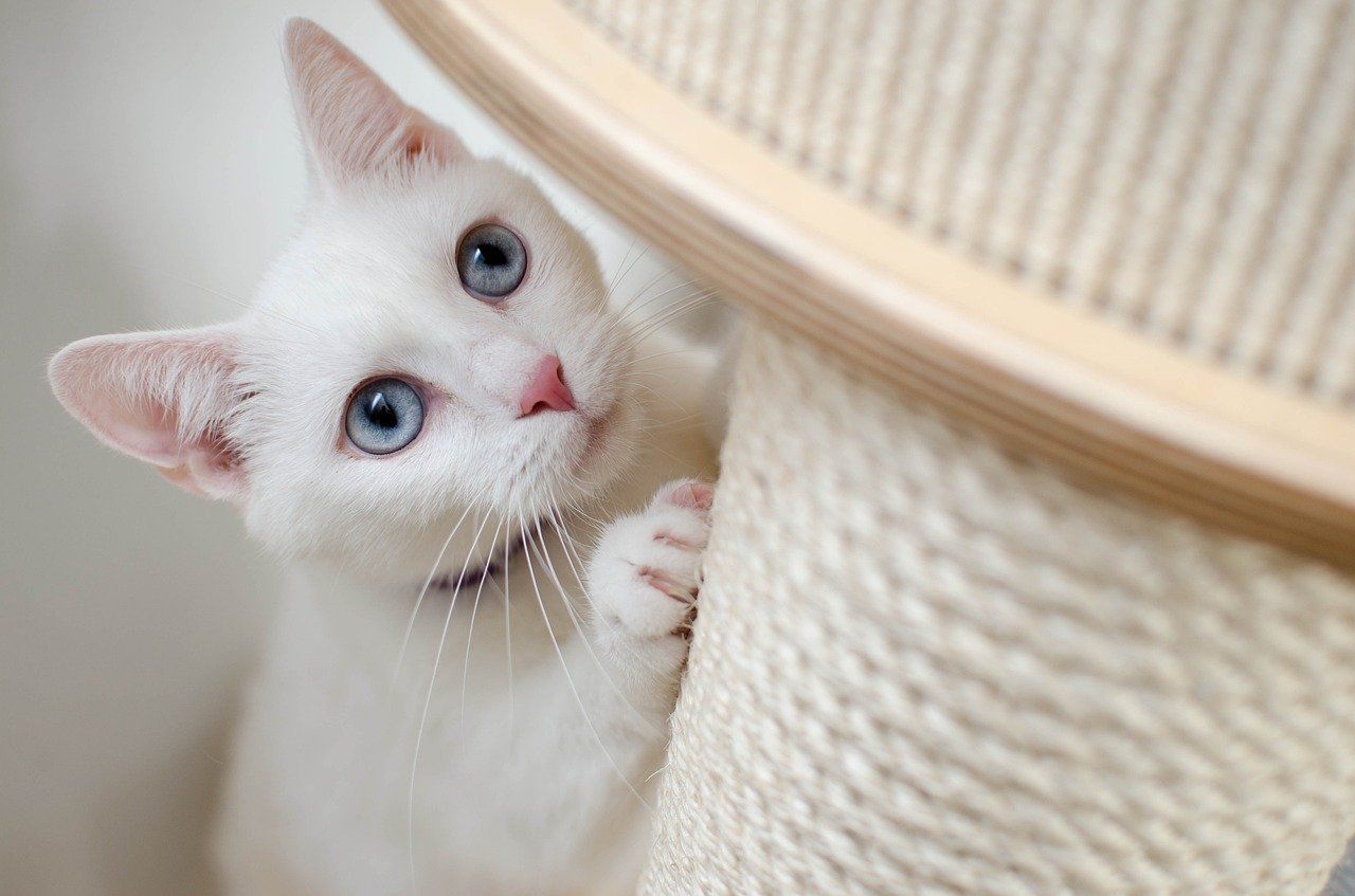 gatto bianco su albero tiragraffi