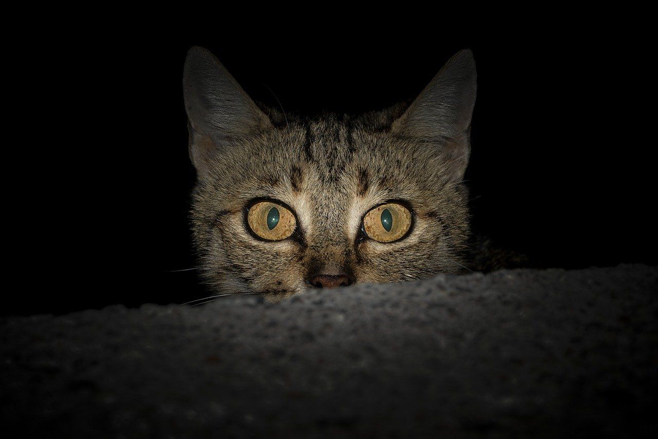 gatto che cerca di vedere al buio