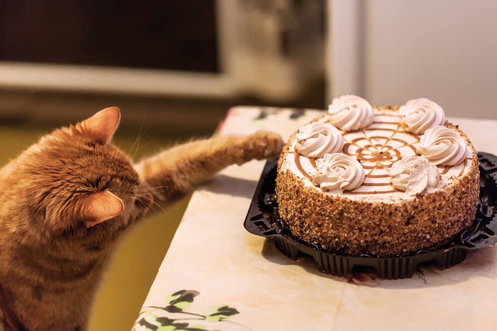 gatto che mette la zampa nella torta