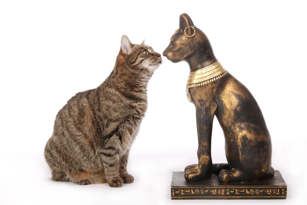 gatto reale divino egizio bastet e gatto vero tabby