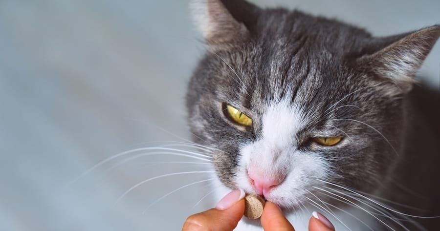 gatto che mangia una pillola con probiotici