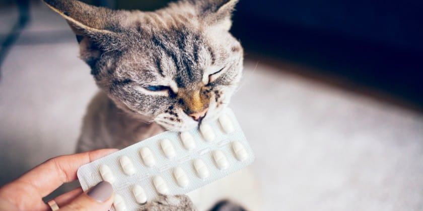 gatto che annusa pillole umane