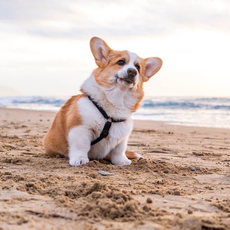  cane corgi in spiaggia