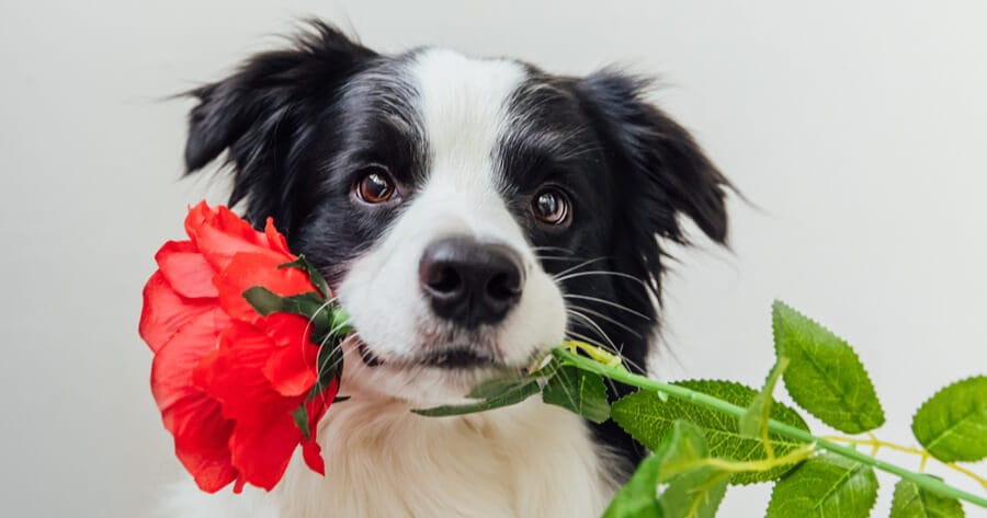 cane con fiore in bocca