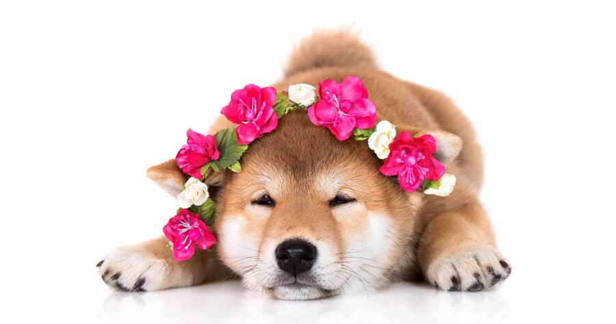 cucciolo di shiba inu con fiori in testa