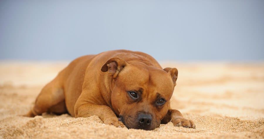 cane marrone si rilassa in spiaggia
