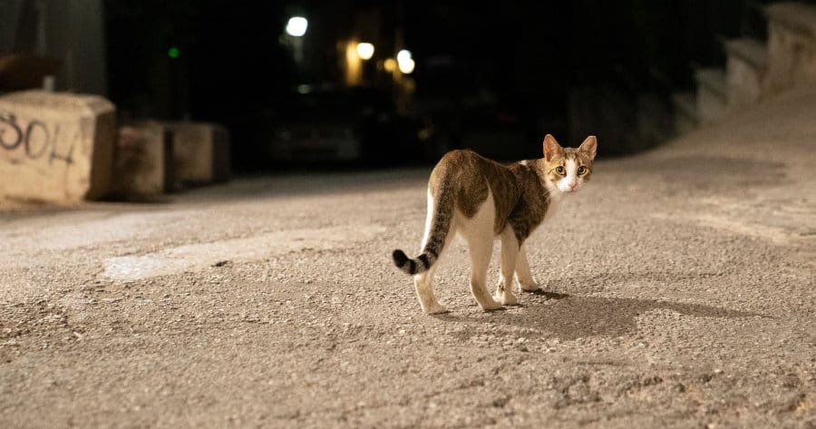 gatto randagio in strada
