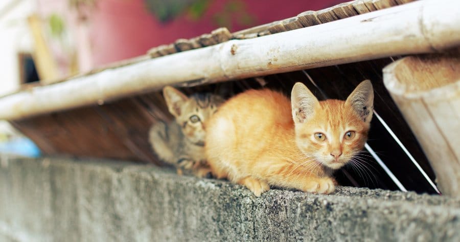 gattini nascosti sotto un tetto