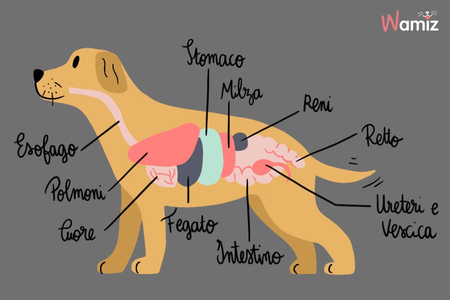 anatomia degli organi di un cane