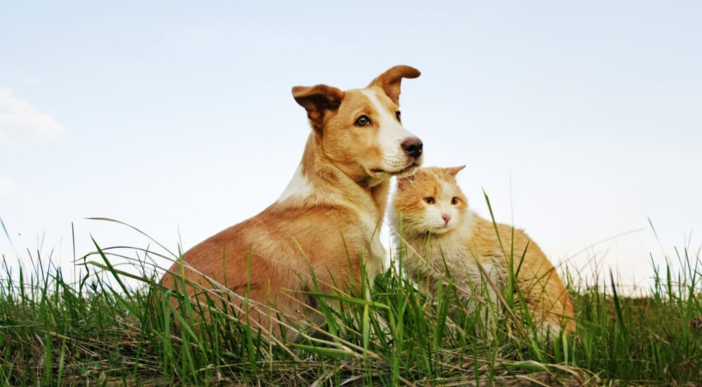 cane e gatto sull erba