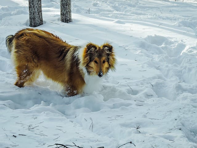 cane fuori in inverno nella neve