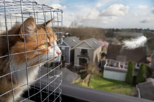 gatto in un box catio sospeso sul balcone