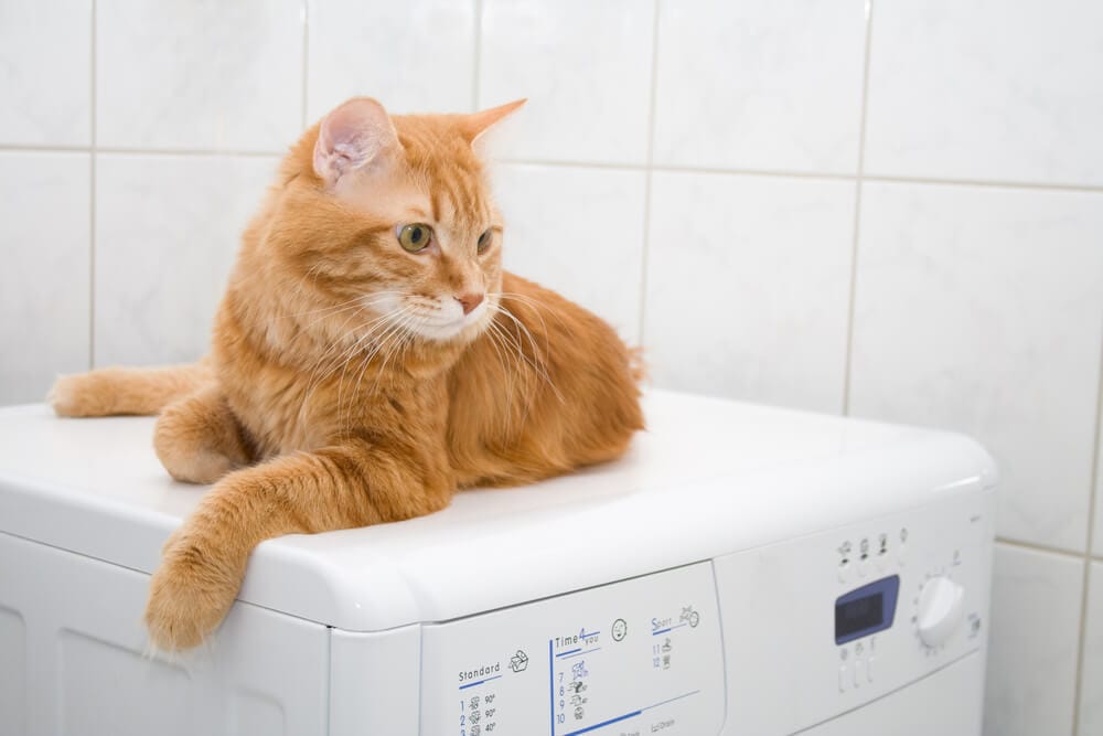 gatto rosso sopra la lavatrice