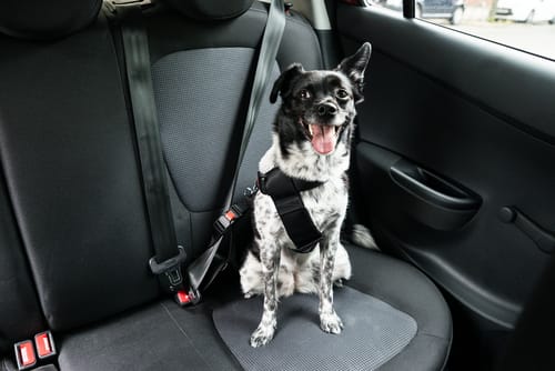 Cane in auto con cintura di sicurezza