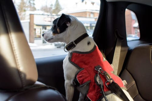 cane in auto con imbracatura