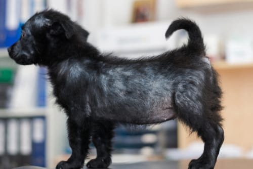 cane nero con alopecia e rogna