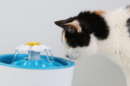gatto beve acqua dalla fontanella per gatti