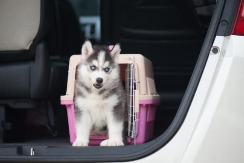 Husky nel trasportino di una macchina