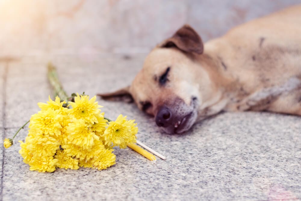 Cane morto sul marciapiede e con fiore accanto