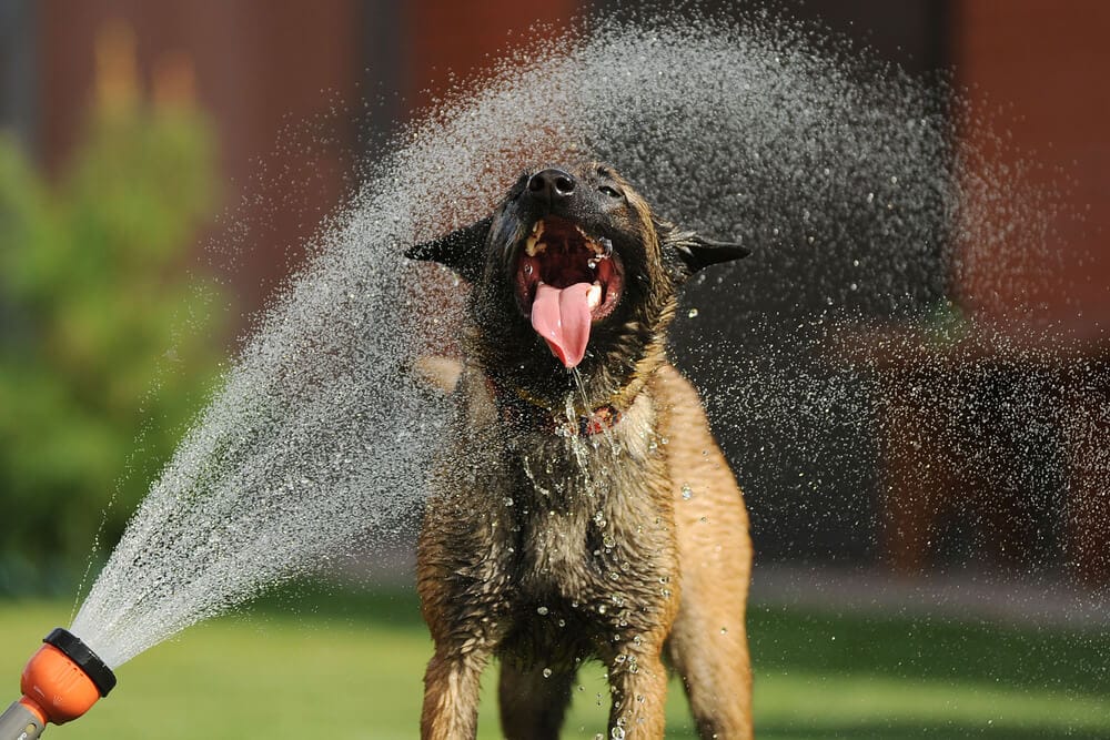 cane beve troppa acqua dal tubo