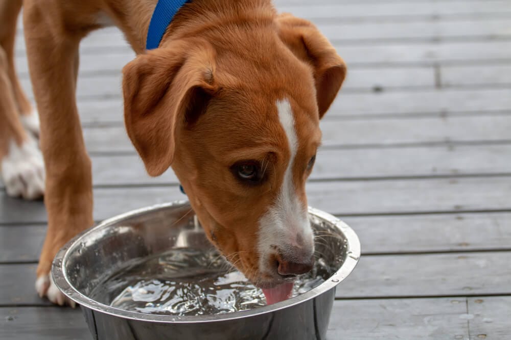 cane sente caldo e beve acqua dalla ciotola