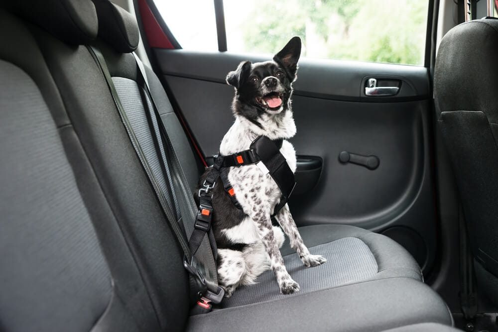mal d'auto cane: cane in macchina con cintura di sicurezza