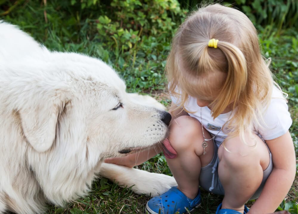 cane lecca la ferita del ginocchio di una bambina